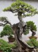 An-Introduction-To-Indoor-And-Outdoor-Bonsai-Trees.jpg